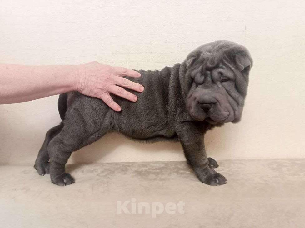 Собаки в Омске: Шарпей, щенок Девочка, Бесплатно - фото 2