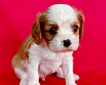 Собаки в Москве: Мальчик Кавалер Кинг чарльз спаниель Мальчик, 90 000 руб. - фото 6