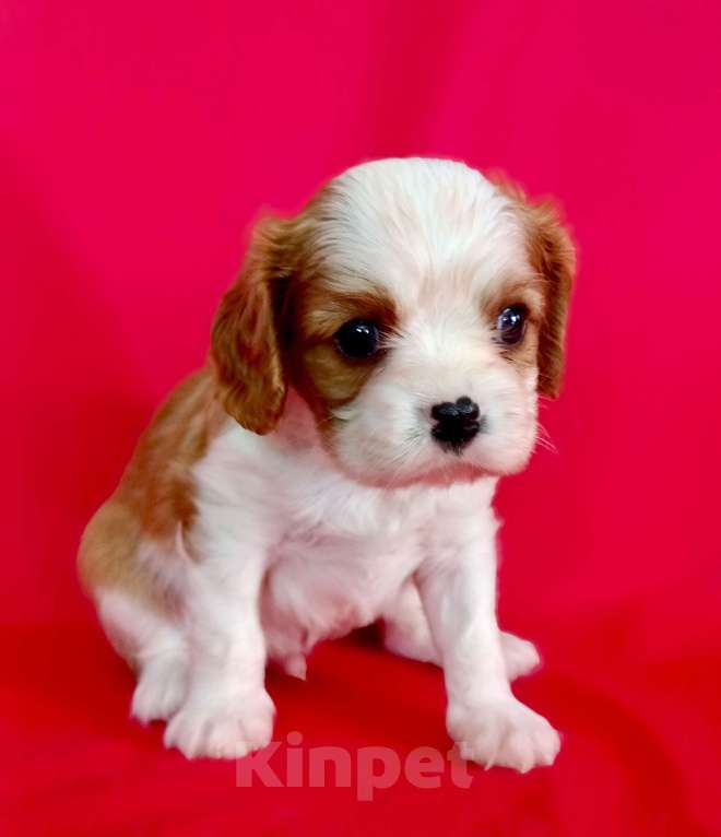 Собаки в Москве: Мальчик Кавалер Кинг чарльз спаниель Мальчик, 90 000 руб. - фото 6