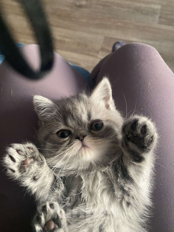 Кошки в Новосибирске: Продам котенка экзота  Девочка, Бесплатно - фото 2