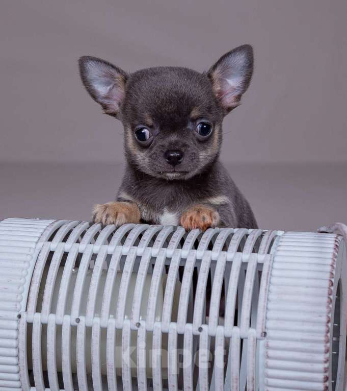 Собаки в Богдане: Щенки чихуахуа  Девочка, 35 000 руб. - фото 5