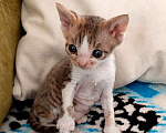 Кошки в Томске: Котята Девон-Рекс Мальчик, 35 000 руб. - фото 4