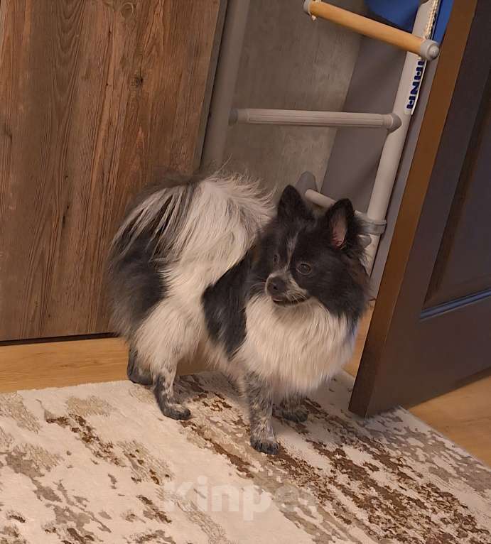 Собаки в Рязани: Немецкий шпиц (миниатюрный) Девочка, 15 000 руб. - фото 7