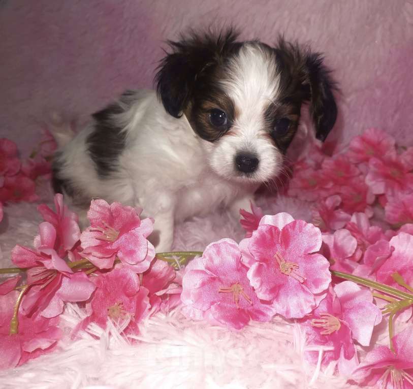 Собаки в Нижнем Новгороде: Продам континентальный той-спаниель Мальчик Мальчик, 80 000 руб. - фото 1