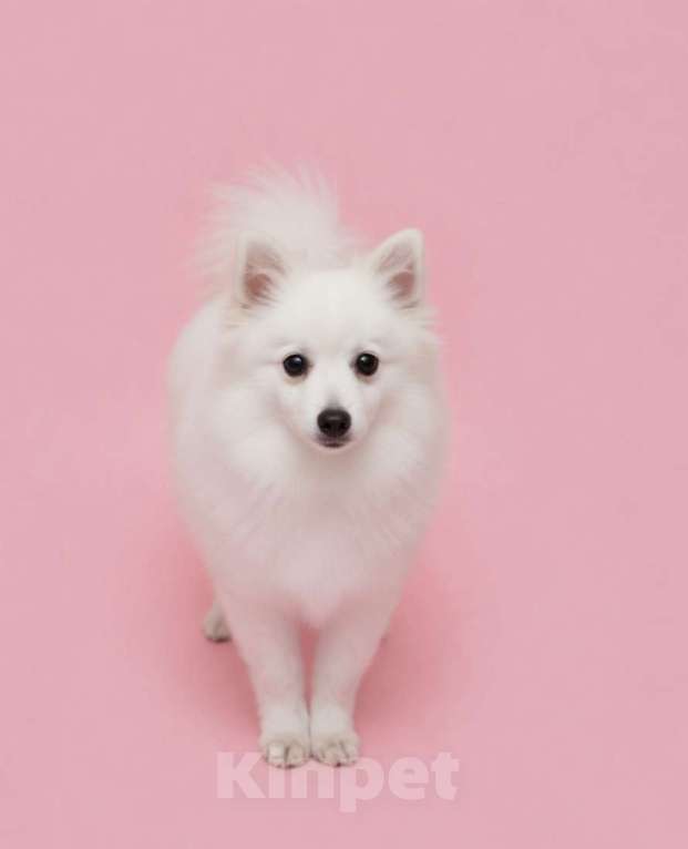 Собаки в Москве: Сука японского шпица Девочка, 50 000 руб. - фото 1