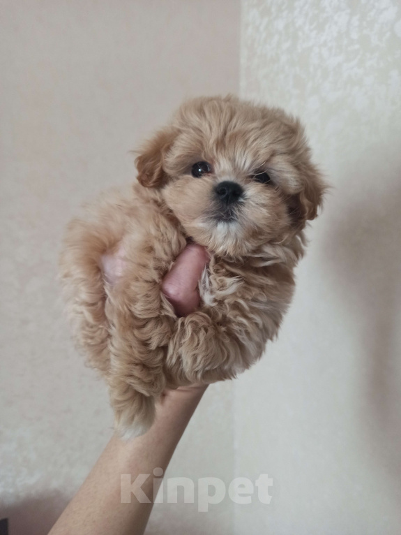 Собаки в Москве: Мини мальчик мальтипу Мальчик, 160 000 руб. - фото 2