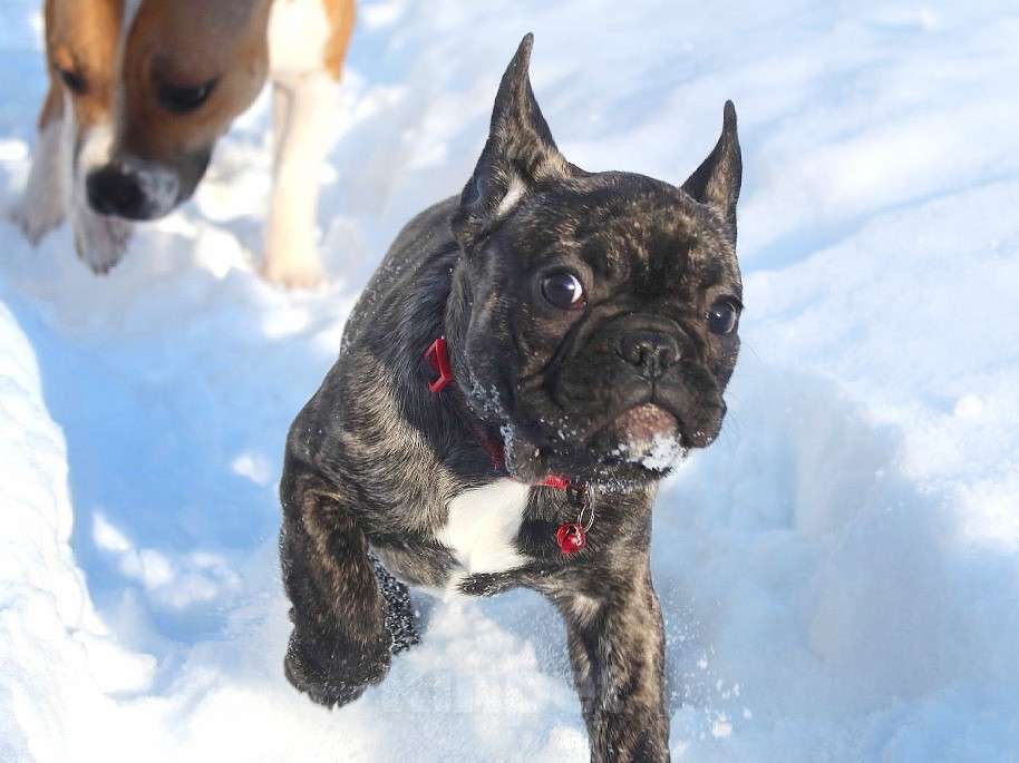 Собаки в Брянске: Французский бульдог девочка Девочка, 45 000 руб. - фото 4