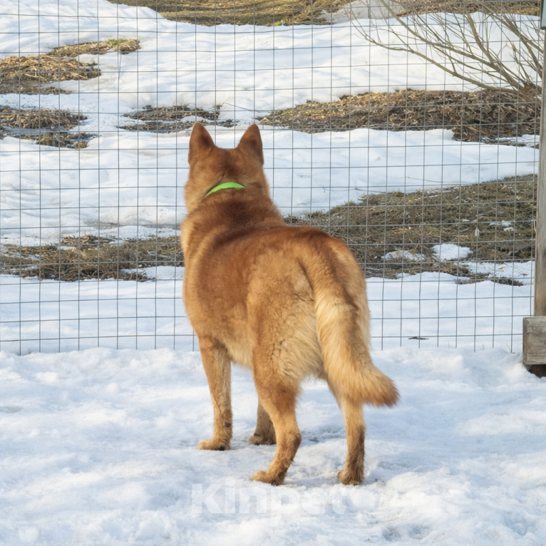 Собаки в Москве: Брутальный красавец Рич ищет хозяев! Мальчик, Бесплатно - фото 7