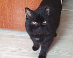 Кошки в Москве: Черный зеленоглазый кот  Мальчик, Бесплатно - фото 7