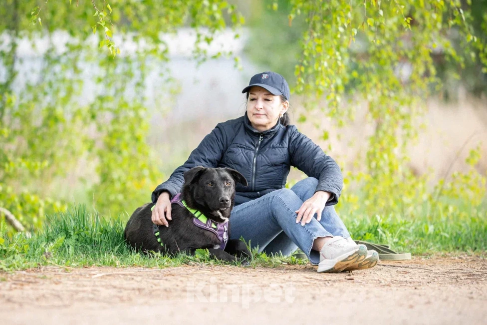 Собаки в Москве: Собака в дар Девочка, Бесплатно - фото 4