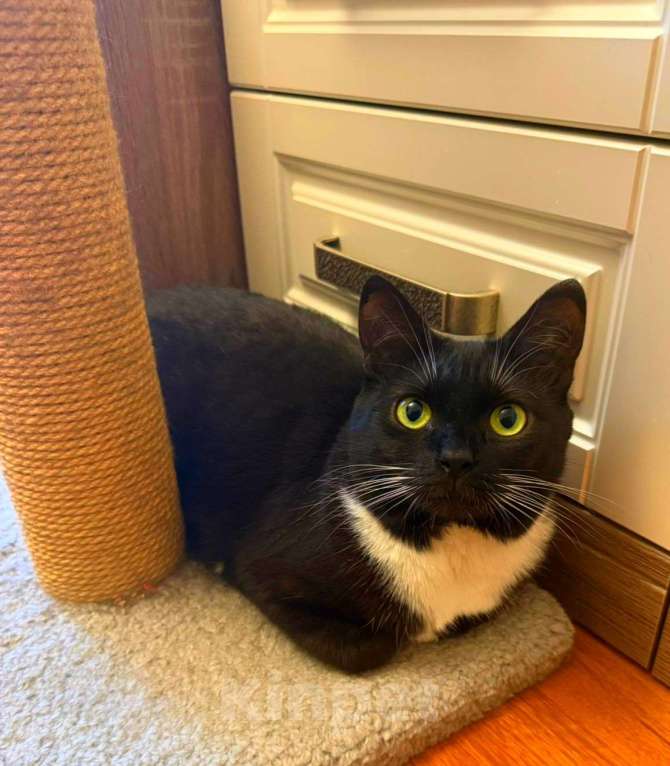 Кошки в Москве: Мила бархатное манто Девочка, Бесплатно - фото 1