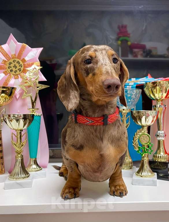 Собаки в Москве: Миниатюрный коричнево-мраморный кобель, вязка Мальчик, Бесплатно - фото 5