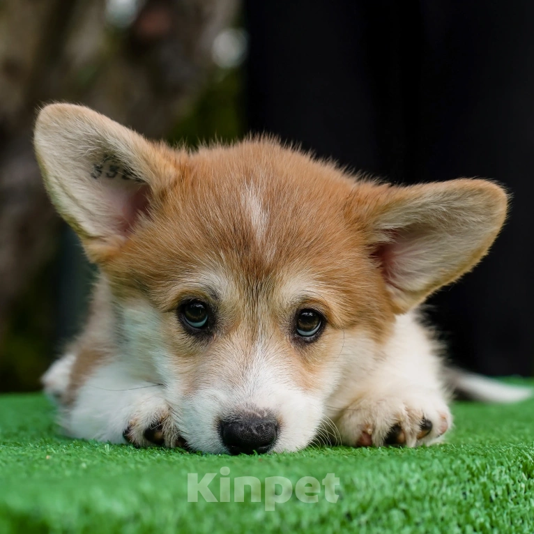 Собаки в Воронеже: Щенок вельш корги пемброк GABRIELLA DAISY Девочка, 50 000 руб. - фото 6