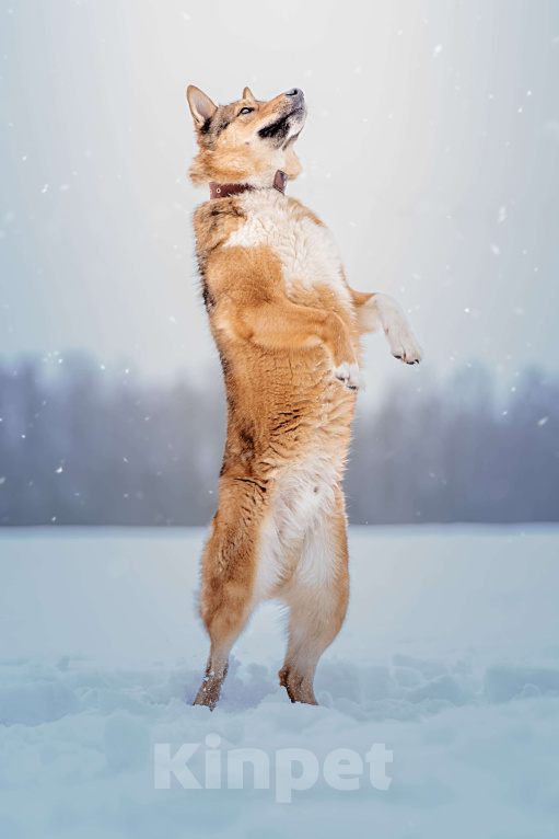 Собаки в Клине: Синги — преданный пёс Мальчик, Бесплатно - фото 2