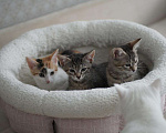 Кошки в Москве: Очаровательные двухмесячные котята ищут семью Девочка, 1 руб. - фото 4