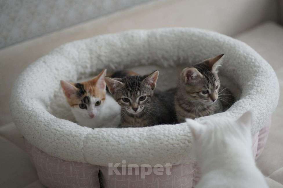 Кошки в Москве: Очаровательные двухмесячные котята ищут семью Девочка, 1 руб. - фото 4
