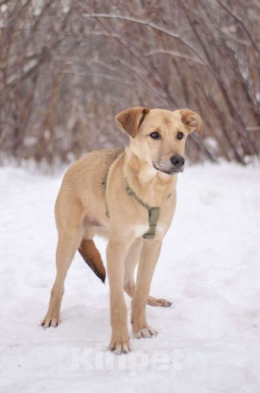 Собаки в Москве: Общительный дружелюбный Твикс в добрые руки Мальчик, Бесплатно - фото 3