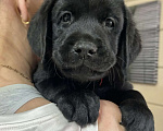 Собаки в других городах Московской области: Лабрадор ретривер Мальчик, 50 000 руб. - фото 10