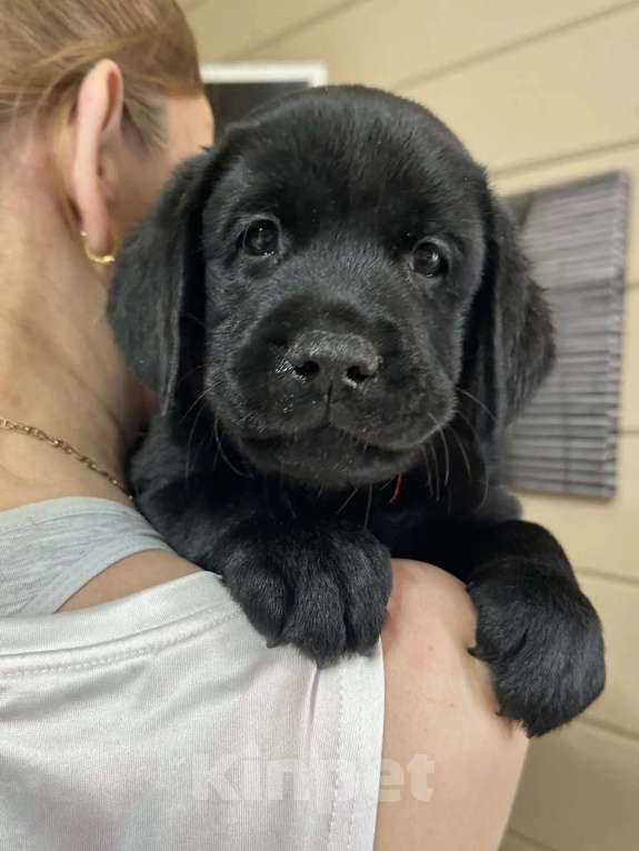 Собаки в других городах Московской области: Лабрадор ретривер Мальчик, 50 000 руб. - фото 10