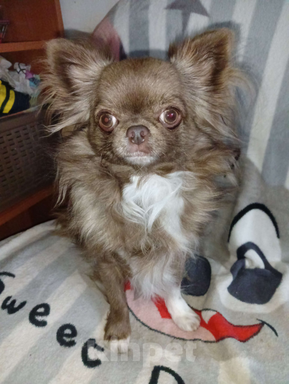 Собаки в Новосибирске: Подрощенный кобель Чихуахуа  Мальчик, 25 000 руб. - фото 4