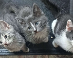 Кошки в Москве: Котенок 1,5 мес. мечтает о доме Мальчик, Бесплатно - фото 3