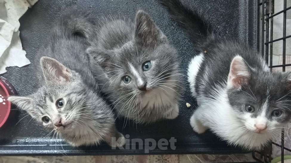 Кошки в Москве: Котенок 1,5 мес. мечтает о доме Мальчик, Бесплатно - фото 3