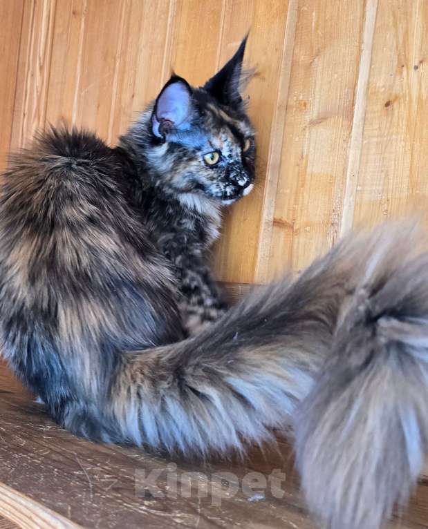 Кошки в Москве: Под стерелизацию Девочка, 40 000 руб. - фото 3