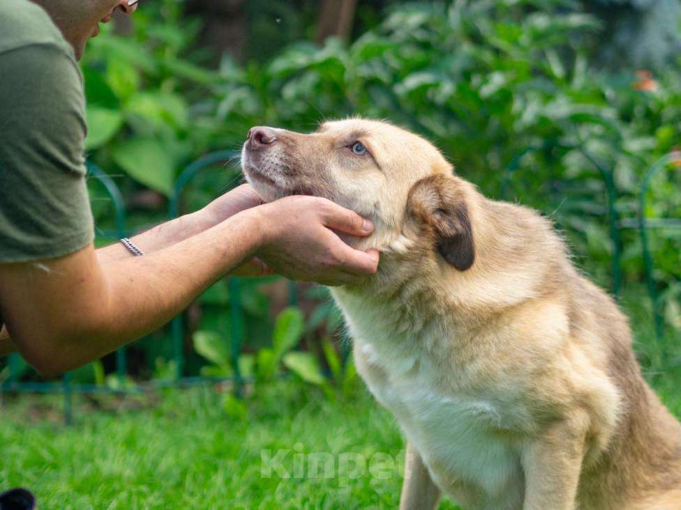 Собаки в Москве: Небольшая особенная собачка в поисках дома и семьи! Девочка, Бесплатно - фото 4
