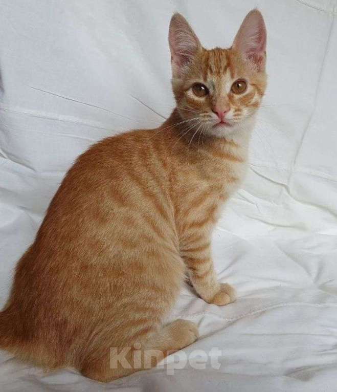 Кошки в Москве: Рыжий котенок в добрые руки! Мальчик, Бесплатно - фото 3