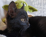 Кошки в Кемерово: Отдам очаровательного котёнка в добрые руки Девочка, Бесплатно - фото 4