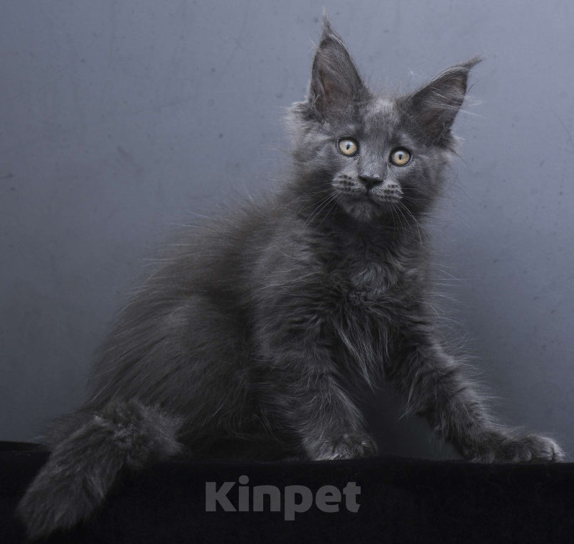 Кошки в Москве: Котенок мейн-кун  Девочка, 60 000 руб. - фото 6