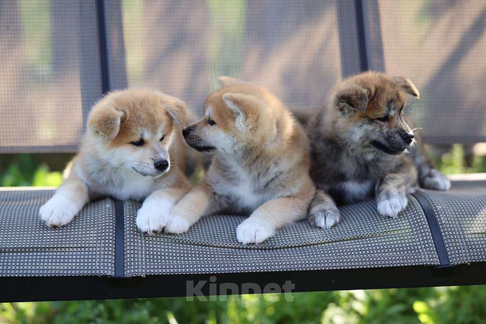 Собаки в Ижевске: Девочка 4 мес ждёт пап и мам Девочка, Бесплатно - фото 4