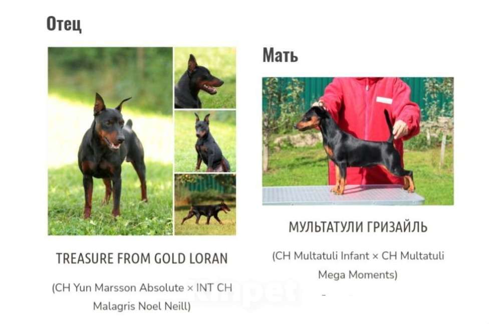 Собаки в Санкт-Петербурге: Цвергпинчер - классный щенок Мальчик, 70 000 руб. - фото 4