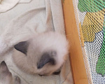Кошки в Пушкино: Котята Девочка, 1 руб. - фото 1