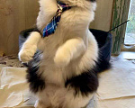 Кошки в Москве: Роскошный пушистый кот Мурзик в добрые руки Мальчик, 1 руб. - фото 4
