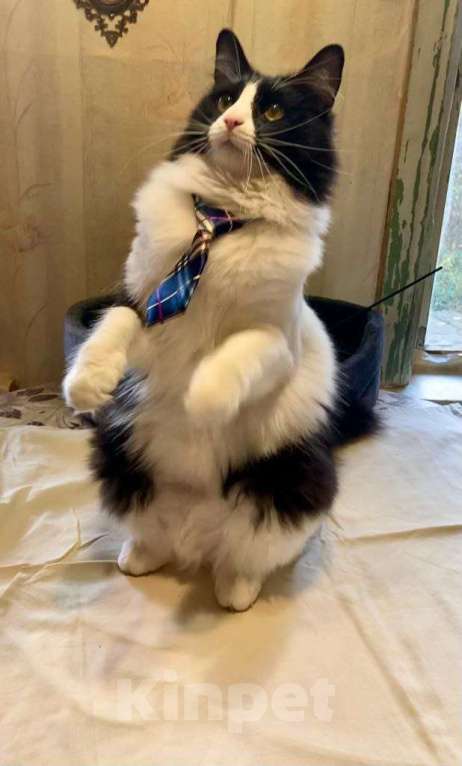 Кошки в Москве: Роскошный пушистый кот Мурзик в добрые руки Мальчик, 1 руб. - фото 4