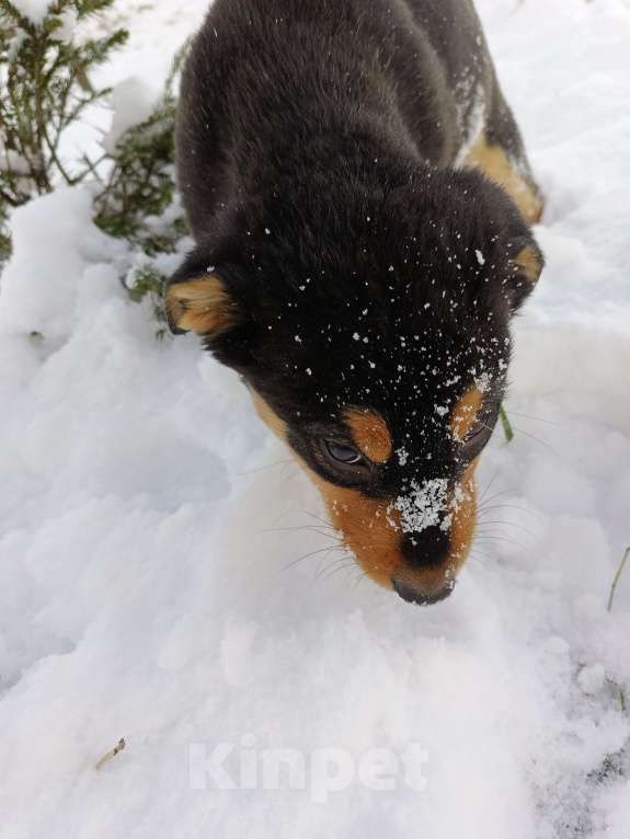 Собаки в других городах Ленинградской области: Трехцветный язык  Мальчик, Бесплатно - фото 4