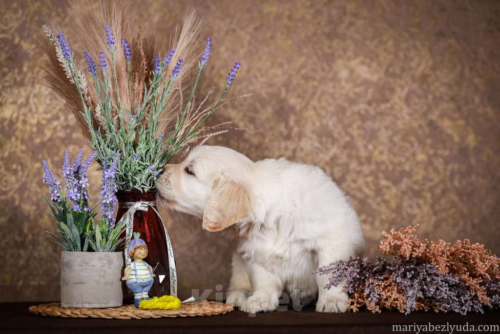 Собаки в Москве: Золотистого ретривера щенок Мальчик, 90 000 руб. - фото 2