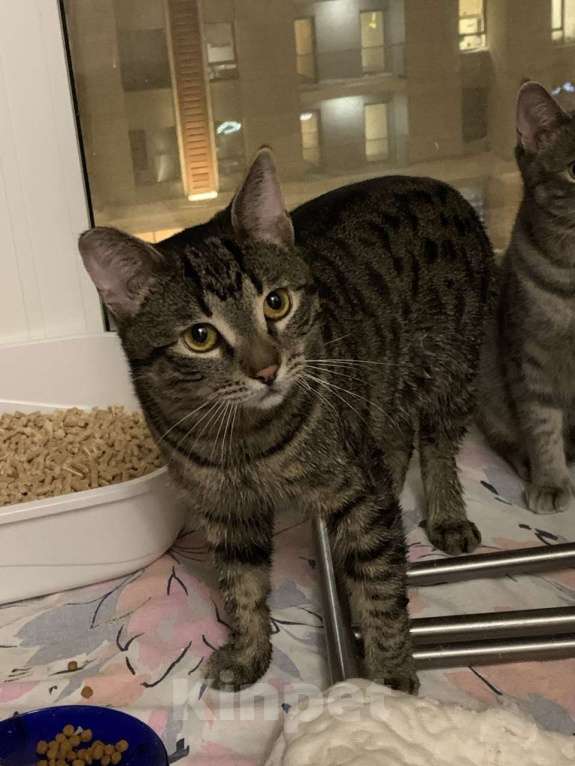 Кошки в Москве: юный котик Дениска ищет дом Мальчик, Бесплатно - фото 2