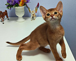 Кошки в Москве: Абиссинские котята  Девочка, 45 000 руб. - фото 2