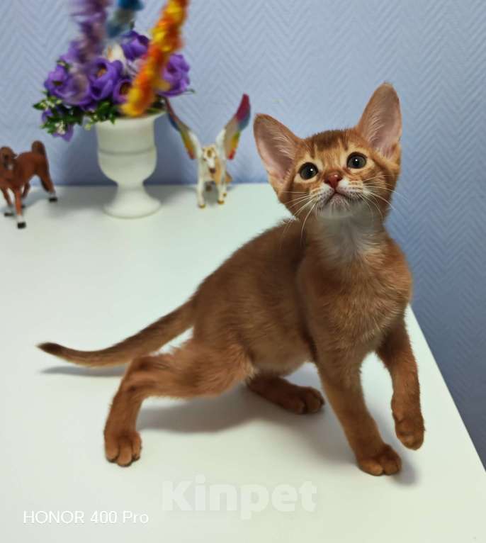 Кошки в Москве: Абиссинские котята  Девочка, 45 000 руб. - фото 2