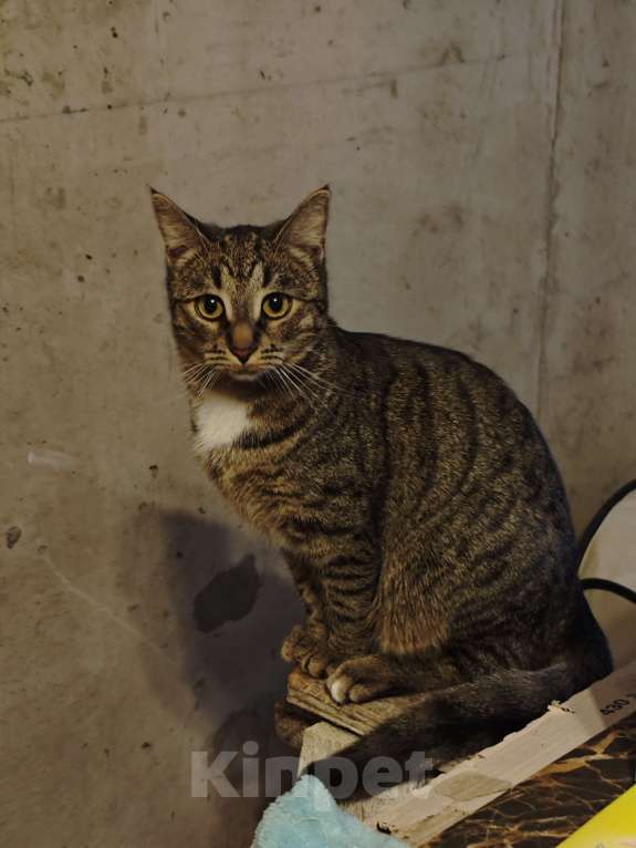 Кошки в Санкт-Петербурге: Срочно!!! Отдам в Добрые руки! Девочка, Бесплатно - фото 8