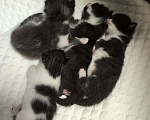 Кошки в Москве: Котята в дар Девочка, Бесплатно - фото 6