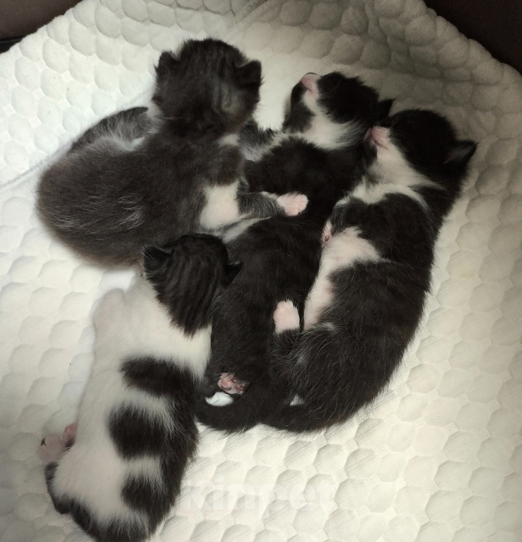 Кошки в Москве: Котята в дар Девочка, Бесплатно - фото 6