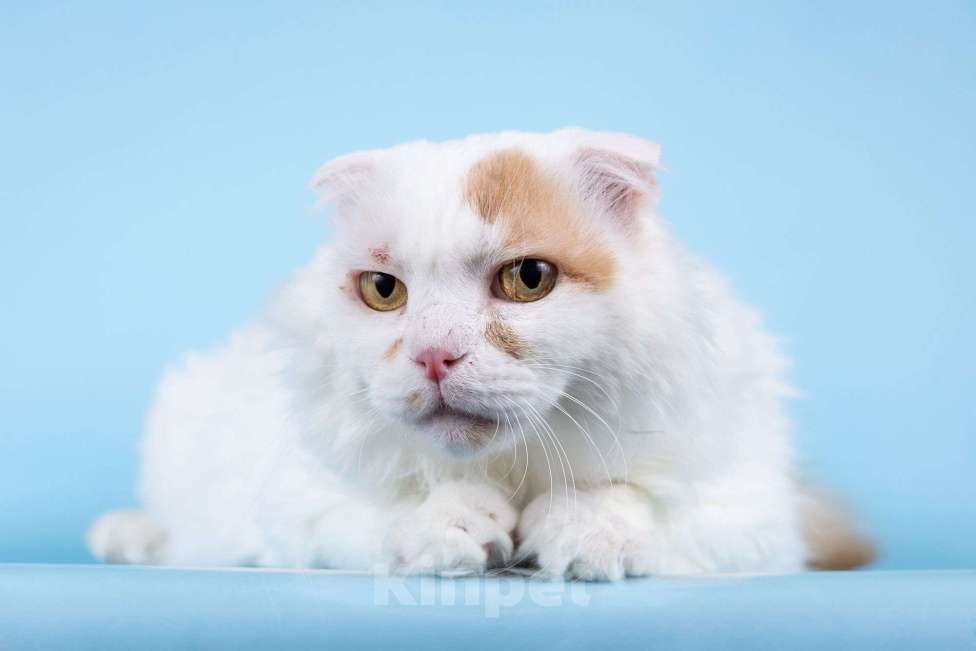 Кошки в Москве: Ласковый вислоухий белый кот Мальчик Мальчик, Бесплатно - фото 1