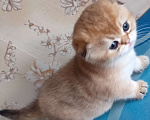 Кошки в Тольятти: Золотые шиншилы Разнополые, 35 000 руб. - фото 10