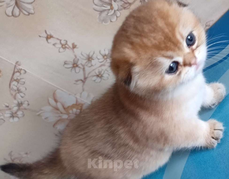 Кошки в Тольятти: Золотые шиншилы Разнополые, 35 000 руб. - фото 10