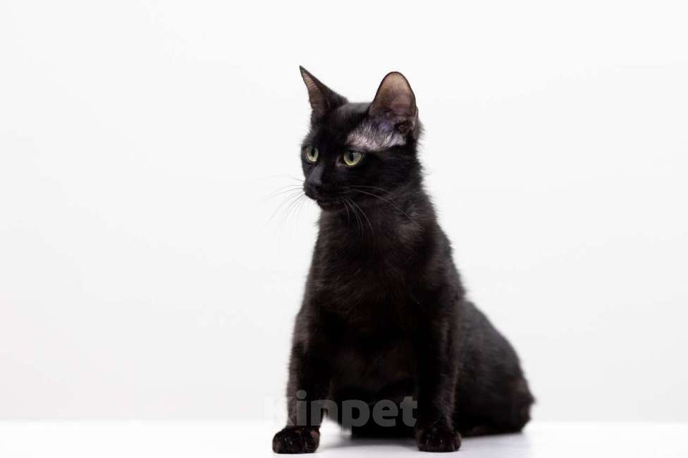 Кошки в Москве: Пушинка Девочка, Бесплатно - фото 4