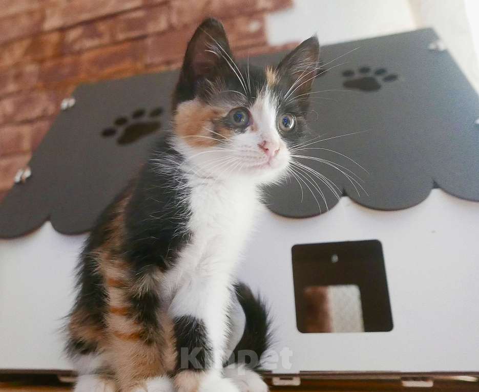 Кошки в Красногорске: Трехцветка Бусечка Девочка, 50 руб. - фото 5