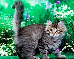 Кошки в Москве: Котенок Дарвин Мальчик, 60 000 руб. - фото 2
